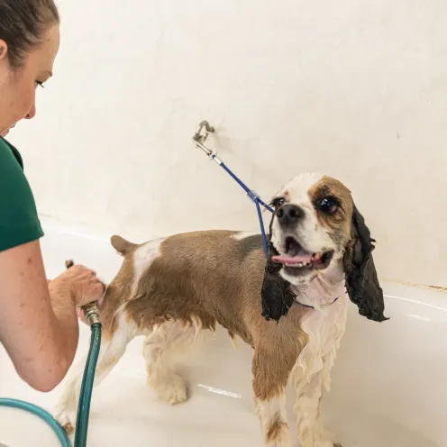 Advantage Pet Center Bath time